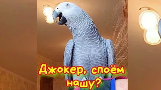 ВИДЕО НА МИЛЛИОН! Ну что ДЖОКЕР, СПОЁМ нашу КОРОННУЮ?