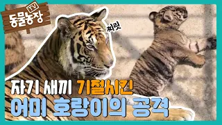 어미 호랑이의 새끼를 향한 무분별한 공격! I TV동물농장 (Animal Farm) | SBS Story