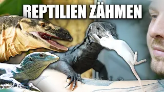 Große Reptilen zähmen - Ist Jurassic Park realistisch??