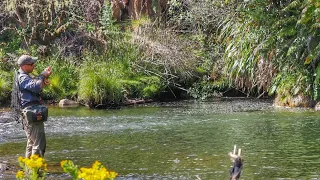 BIG TROUT Eating DRY FLIES!! 4K [NEW ZEALAND]