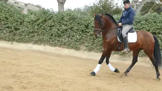 CR Em PRE stallion 2019 166 cm