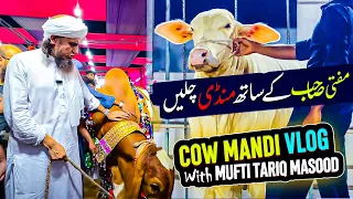 Mufti Tariq Masood Cow Mandi Vlog