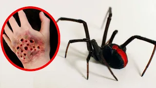 Top 7 Incredible Spiders Of The World - National Geographic, Full HD With Music #spider #animals