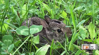 UI expert shares how to help animals during 'orphan season'