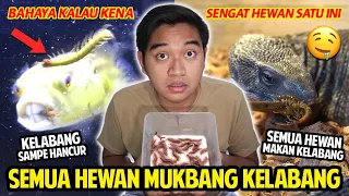 SEMUA HEWAN DI RUMAH MUKBANG KELABANG BERBISA! BAHAYA KALAU KENA SENGAT HEWAN INI! SEMUANYA SUKA!