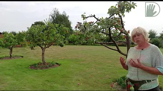 Видео журнал «Сады в отличной форме №52» Аккуратный сад с интересными формами плодовых растений. Ч1