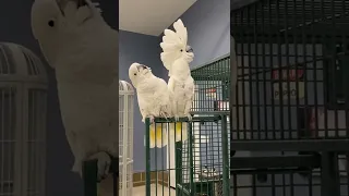 Umbrella Cockatoo’s Dancing🕺