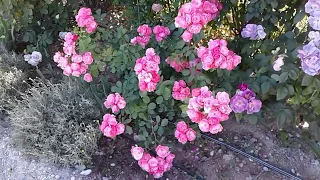 Подкормка роз, часть 1, питомник роз Полины Козловой