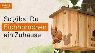 Wie Du Eichhörnchen ein passendes Zuhause schaffst | Tiere im Garten