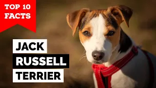 Jack Russell Terrier - Top 10 Facts