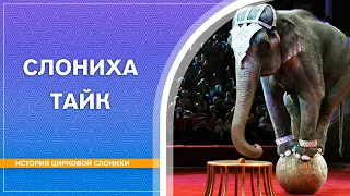 Слониха Тайк. Ярость цирковой слонихи. (Впервые на русском языке)