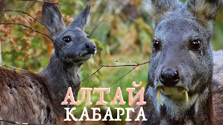 Wild Altay - Siberian musk deer, animal with fangs and a musk gland | Film Studio Aves