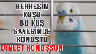 HERKESİN KUŞU BU KUŞ SAYESİNDE KONUŞUYOR  | SEN DE DİNLET KONUŞSUN | KONUŞAN MUHABBET KUŞU EĞİTİMİ