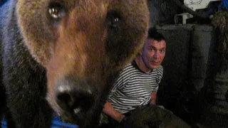 Медведь пришёл в гости к рабочим