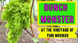 Vineyard of Yuri Novikov. Overview of new grape varieties / Grape varieties