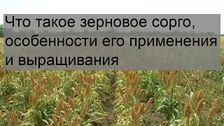 Что такое зерновое сорго, особенности его применения и выращивания