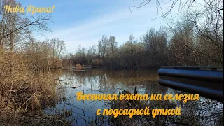 Открытие сезона весенней охоты с подсадной уткой на селезня!