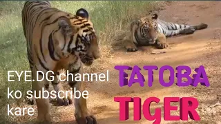 Tadoba# andhari   tiger forest #national park, #youtube#viral #