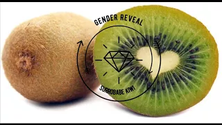 Surrobabe Kiwi Gender Reveal