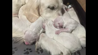 Golden Retriever giving BIRTH to 11 puppies!