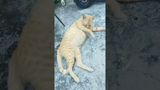 pregnant cat