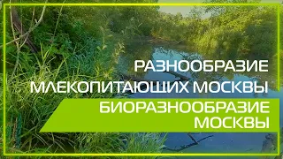 Видео 360 | Разнообразие млекопитающих Москвы. Биоразнообразие Москвы