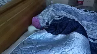 Кот лезет под одеяло