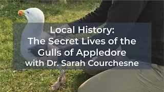 Local History: The Secret Lives of the Gulls of Appledore