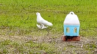 Андижанский голуби Санкт-петербург