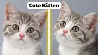 Cute Baby Cats - Cute and Funny Cat Videos Compilation 2024 - Part 1