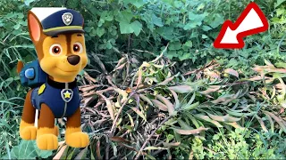 Encontramos la cueva de una de los paw patrol