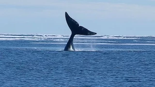 [Doku] Sanfte Riesen - Das lange Leben der Grönlandwale [HD]