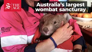 Wombat Woman Australia