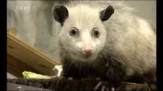 Das schielende Opossum Heidi