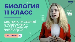 Система растений и животных – отображение эволюции. Видеоурок 8. Биология 11 класс