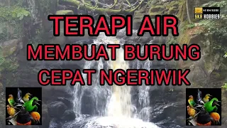 TERAPI AIR, TERAPI BURUNG ANIS MERAH MALAS BUNYI JADI NGERIWIK.