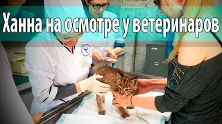 У рыси проблемы с животиком, пришли на приём к ветеринарам