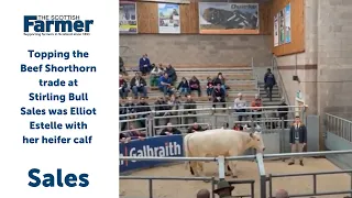 Topping The Beef Shorthorn Trade At Stirling Bull Sales