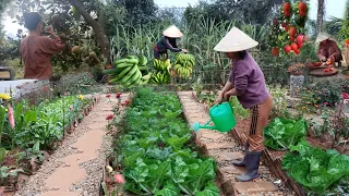 Full video of 20 days of gardening, growing vegetables, harvesting and cooking