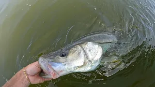 Inshore Fishing for Snook