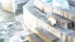 Медвежонок в Новосибирском зоопарке