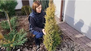 Рослини на моєму подвір'ї🌲🌿Хвойні, магнолія і бузок. Що де росте😊