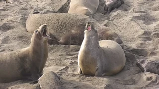 Elephant Seal Rookery at Piedras Blancas, California