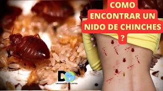 Cómo encontrar un Nido de Chinches en casa y Eliminarlo con sus huevecillos | insecticida Casero