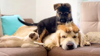 German Shepherd Puppy and Kitten annoy the Golden Retriever with their Play!