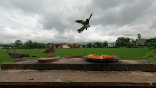 31 August 2023 Daily Views of a Chiang Mai Bird Table and Sky | Chiang Mai Weather Today