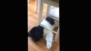 Newfoundland Puppy Says "I Don't know"