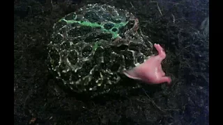 ORNATE PACMAN FROG EATING RAT PUPS!!*WARNING LIVE FEEDING*