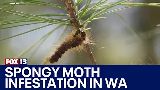 WA governor issues emergency proclamations for spongy moth infestation | FOX 13 News