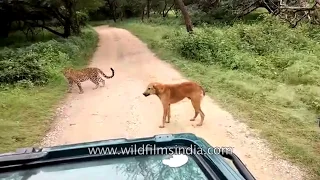 Leopard attacks dog, dog attacks leopard, dog wins